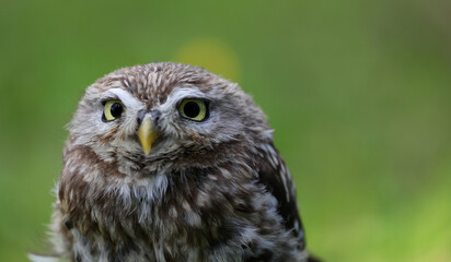 slightly cross-eyed eyes of a young owl with a yellow beak and a blurry background