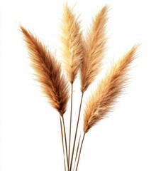 Fototapeta premium A common bulrush and yellow field flowers are isolated on a white background with a clipping path