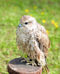 falcon perched on a perch during a training session with its falconer