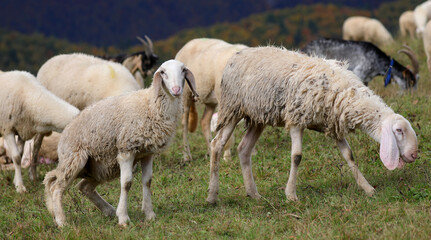 group of white sheep grazing in a field and one is urinating on the grass