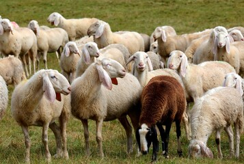 Obraz premium white sheep and one different brown sheep grazing in a grassy hilltop meadow