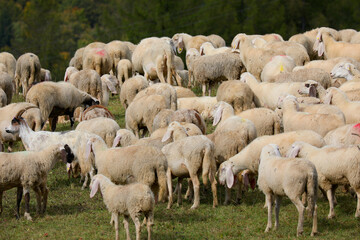 Fototapeta premium white sheep of the flock grazing on the green meadow