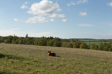 A peaceful cow is leisurely laying down in a lush grassy field, with beautiful trees softly swaying in the background of the scene