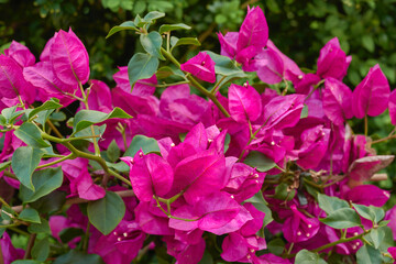 Flowers, environment and nature with bougainvillea in garden for eco friendly, blossom or ecology. Outdoor, leaves and pink floral plants at park for botany, growth or sustainability in spring.