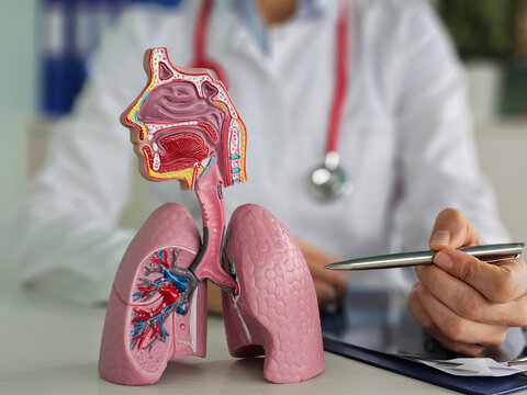Doctor points out lung anatomy for diseases. Lung cancer, asthma, chronic obstructive pulmonary disease or COPD