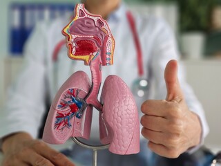 Doctor showing detailed model of lung and thumbs up. Chest organs of healthy person awareness of respiratory health