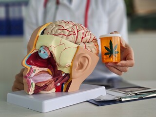 Model of human brain with nerves and marijuana in the hands of a neurologist