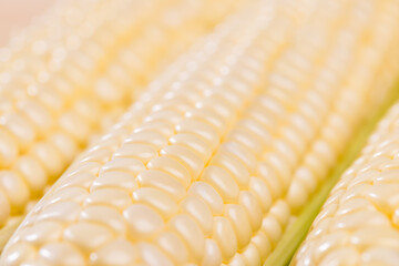 Fresh raw corn cob pattern close up