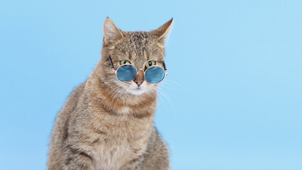 Close up portrait photo of short hair gray cat wearing blue sunglasses on blue background. Beautiful Cat looks at the camera. Cute Kitten. Pet. Animal care. Vacation, holiday, trip summer. Copy space