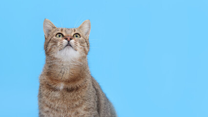 Grey cat looks up. Domestic kitten. Cat close up. Cute fluffy Kitten on a blue background. Animal care. Animal background. Place for text. World Pet day. Pet store poster design.