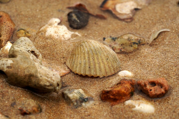 Tropical beach shells