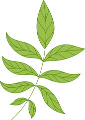 simple illustration of leaf