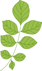 simple illustration of leaf