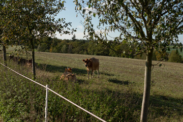A single cow is standing peacefully in a lush, grassy field that is situated just beyond a sturdy fence, enjoying its serene surroundings