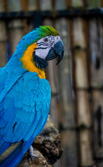 Obraz premium blue and yellow macaw