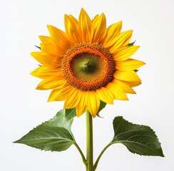 Obraz premium A single yellow sunflower with a green stem and leaves isolated against a white background.