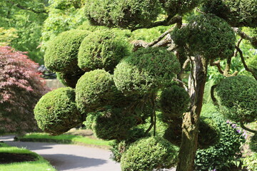 Japanese garden Kildare