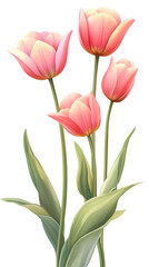 Naklejka premium Delicate pink tulips