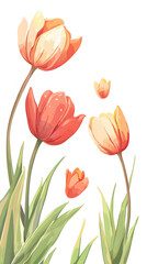 Fototapeta premium Elegant tulip blooms