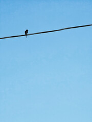 birds on a wire