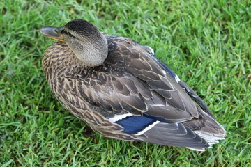 Ducks in Ireland