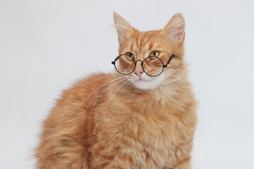 Ginger Cat at looks away. Educational concept with a cat studying. University, student, education, learning, knowledge. Smart Cat wearing glasses on a white background. Place for text. Pet.