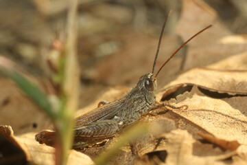 grasshopper sitting on a grass