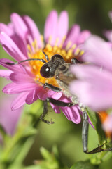 bee on pink flower