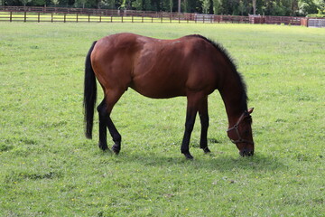 Horses in Ireland