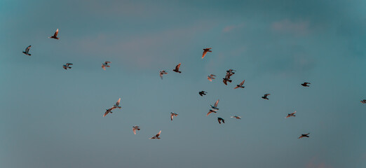 Pigeons of various colors flying in a group