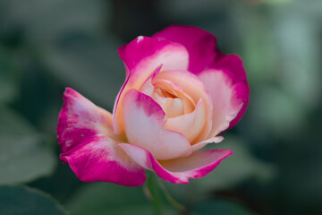 Two-color spreading rose on a green background