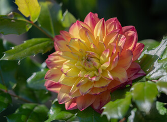 Yellow dahlia with red leaves on a green background Park flower