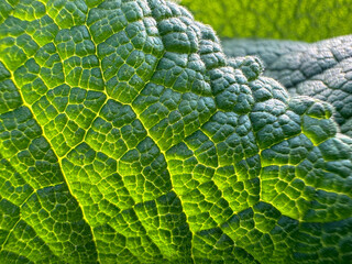 Green leaf veins natural background 