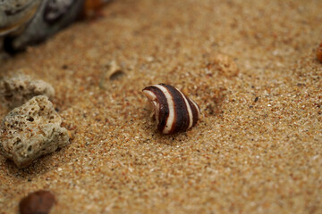 Tropical beach shells