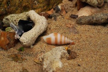 Tropical beach shells