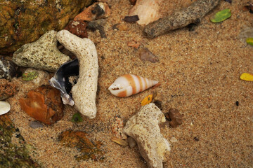 Tropical beach shells