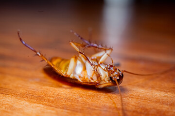 Close up photo of a dead cockroach on a wood floor.