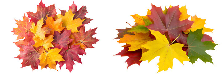 Set of a pile of colorful autumn maple leaves, isolated on a transparent background.
