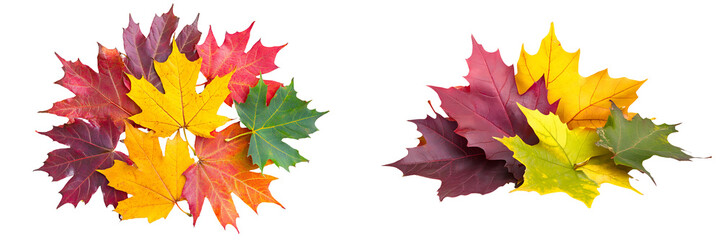 Obraz premium Set of a pile of colorful autumn maple leaves, isolated on a transparent background.
