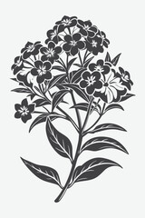 Phlox Branch with Flowers Silhouette Vector Art for Floral Design and Nature Inspired Projects