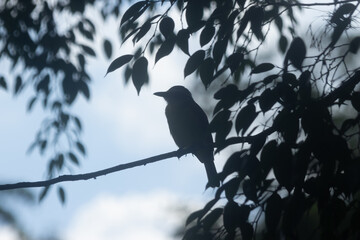 silhouette of a bird in the branches of a tree with blue sky in the background, leaves and shadows
