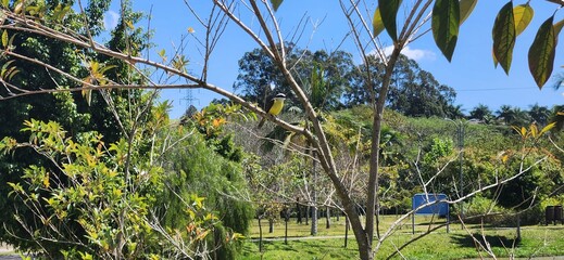 yellow bird on tree branch in brazil