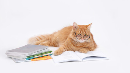  Close-up Smart cat against white background. Orange Cat wearing glasses lying beside a stack of books. Cat is near notebooks and study materials. Education, student, and learning. Copy space