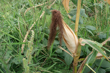 unpeeled dried corn