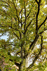 Fototapeta premium The Landscape of the Ringgau at Altefeld in Hesse