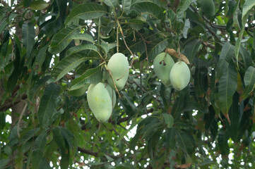 mango fruit hanging on the tree