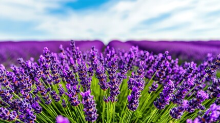 Fototapeta premium Vibrant lavender field under a clear blue sky, showcasing nature's beauty.
