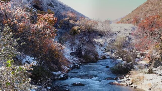 The first autumn snow has fallen on the trees with red leaves, this is a wild apricot orchard in the mountains where autumn meets winter. Gorge of the Uzun Kargaly river in Almaty, Kazakhstan.