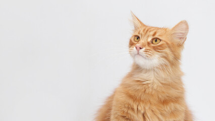 Beautiful red Cat looks away. Cat close up. Kitten on a white background. Animal care. Animal...