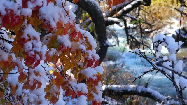 Beautiful landscape with the first autumn snow, it fell on the trees with red leaves, this is a wild apricot garden in the mountains, they lean over a mountain river with blue water in the Uzun Kargal